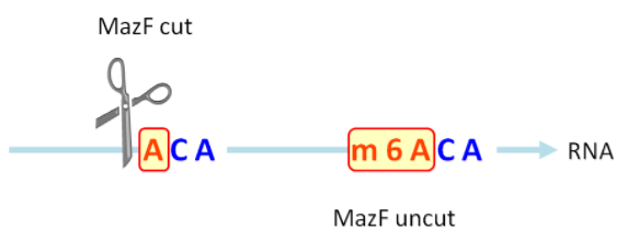 MazF 酶切割未甲基化的（ACA）序列而不切割甲基化的（m6ACA）序列